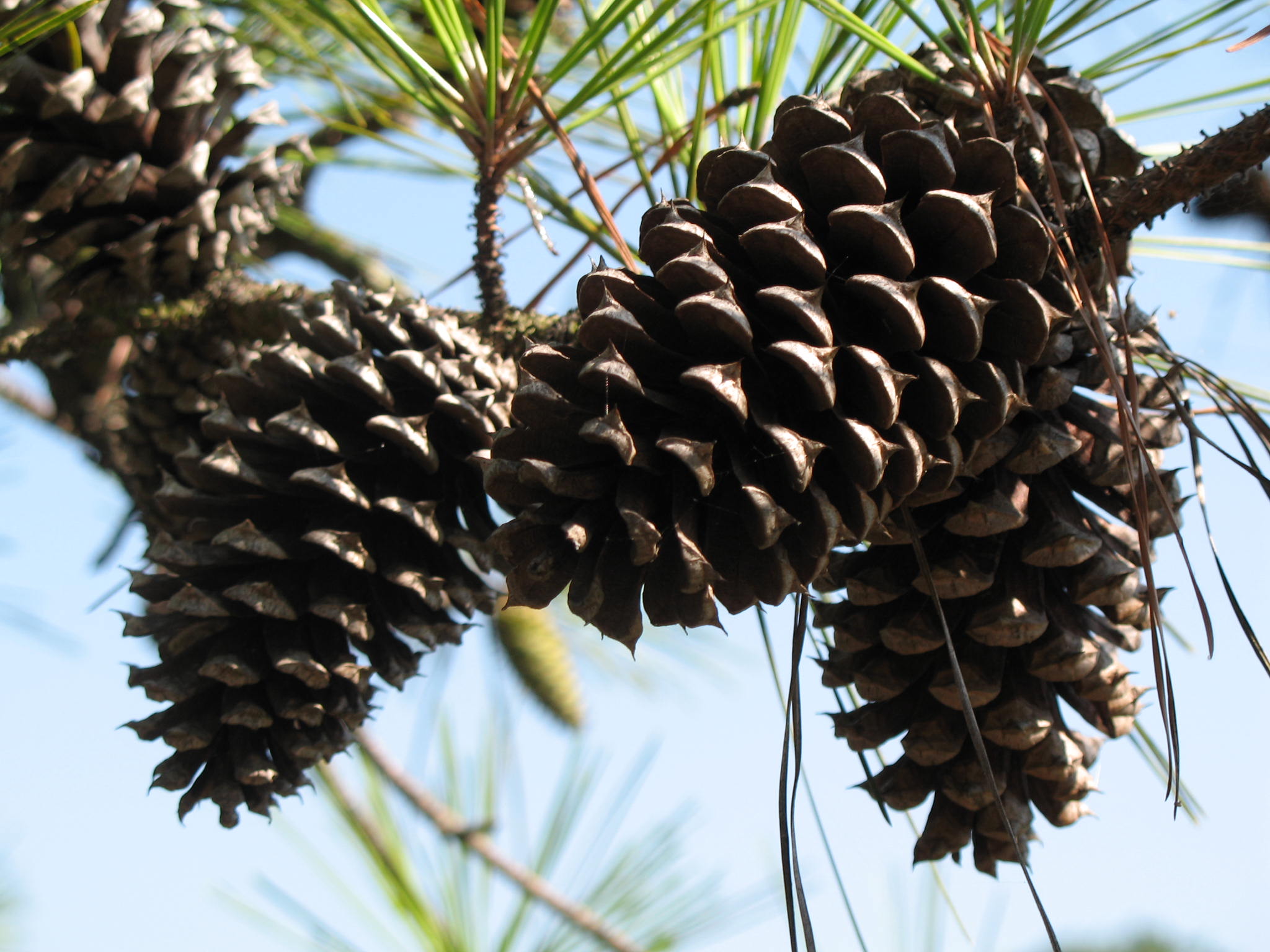 Loblolly Pine